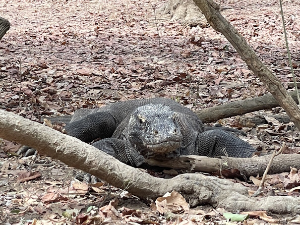 正面から見るコモドドラゴン