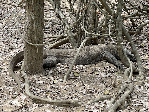 木や枝、地面などにカモフラージュされたコモドドラゴン